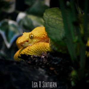 Eyelash Viper