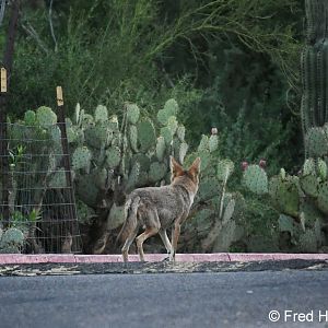 coyote in my parking lot