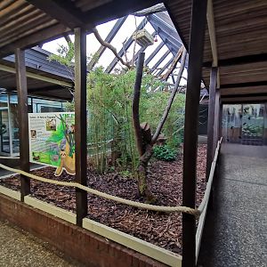 The area for the Linnaeus's two-toed sloth