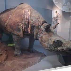 Javan rhino Id