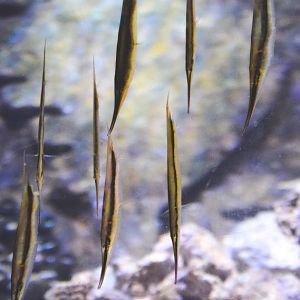 pipefish?