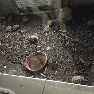 Indoor enclosure for greek, hermann's and african spurred tortoises 10.2020.