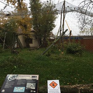 Squirrel monkey outdoor exhibit october 2020