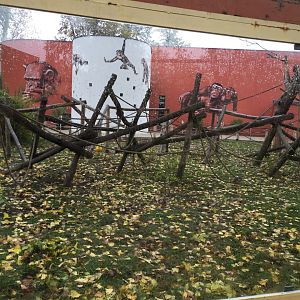 Black-capped capuchin enclosure 10.2020.