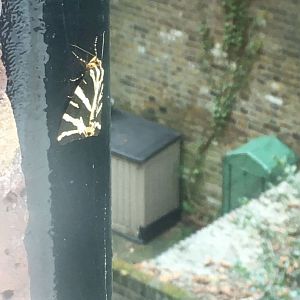 Jersey tiger moth?