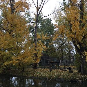 Northern white-cheeked gibbon island 10.2020.
