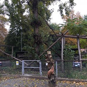 South American coati enclosure 10.2020.