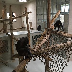 Common chimpanzee and western common chimpanzee indoor enclosure 10.2020.