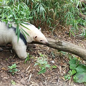 Tamandua