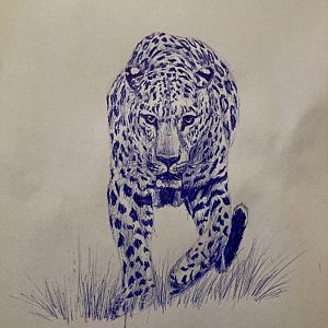 Indian leopard sketch