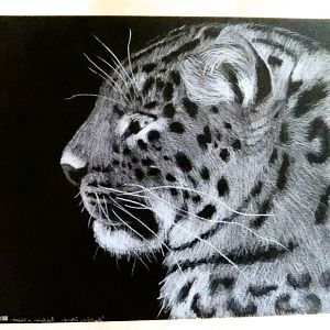 Amur leopard drawing, based on @Julio C Castro's photo