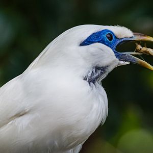 Bali Myna