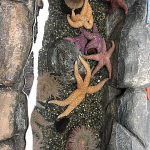 Unidentified Starfish