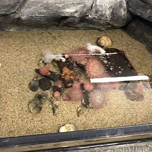 Unidentified Anemones