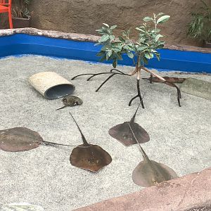 Unidentified Sharks & Rays