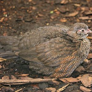Stone partridge (Ptilopachus petrosus)
