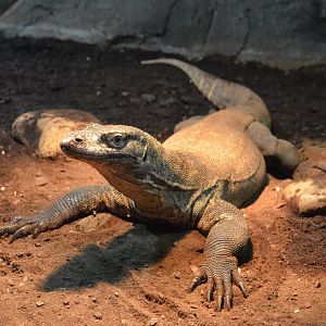 Komodo dragon/Varanus komodoensis