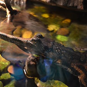 False gharial/Tomistoma schlegelii