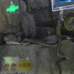 Solomon Islands skink /Corucia zebrata