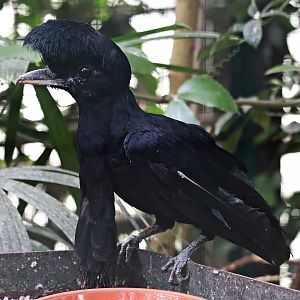 Long-wattled umbrellabird (Cephalopterus penduliger)
