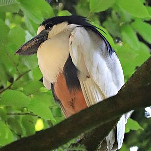 Southern boat-billed heron (Cochlearius cochlearius cochlearius)