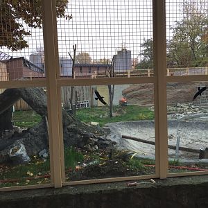 Asiatic black bear enclosure 10.2020.