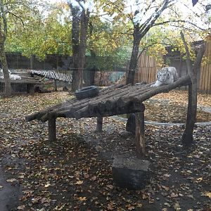 White tiger exhibit 10.2020.