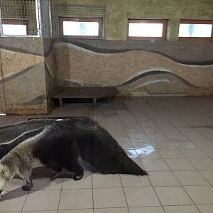 Giant anteater indoor exhibit 10.2020.