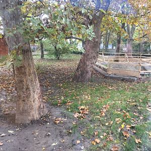 Giant anteater outdoor enclosure 10.2020.