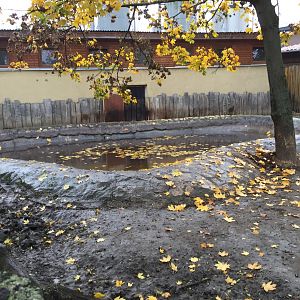 Western pygmy hippo pool 10.2020.