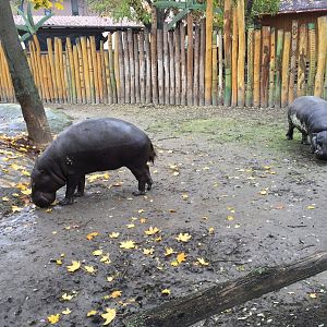 Western pygmy hippos 10.2020.