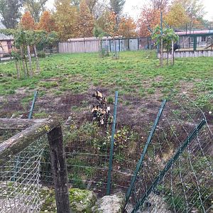 African wild dog enclosure 10.2020.