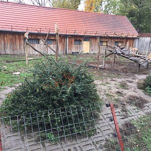 Patas monkey enclosure 10.2020.