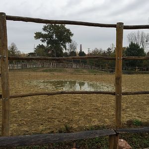 Rothschild's giraffe and ostrich exhibit 10.2020.