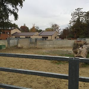 Eastern black rhino exhibit 10.2020.