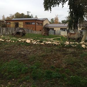 Eastern black rhino enclosure 10.2020.