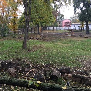 Black sable antelope, Grant's zebra and roan antelope yard 10.2020.