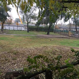 Black sable antelope, Grant's zebra and roan antelope yard 10.2020.