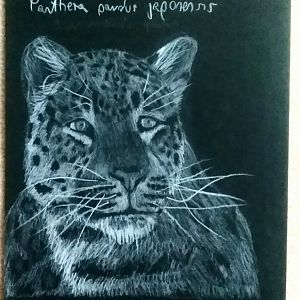 North-chinese leopard drawing based on @Neva's photo