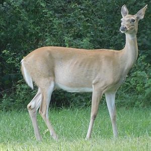 White tailed deer
