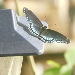 Red spotted purple butterfly