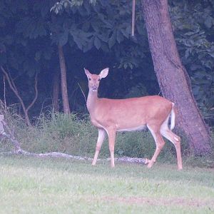 White tailed deer