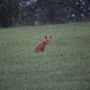 Red fox