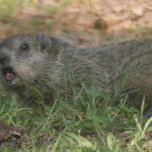 Groundhog