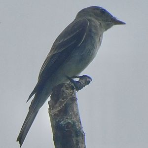 eastern wood pewee