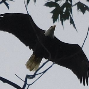 Bald eagle