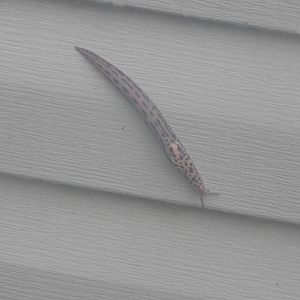 Leopard slug