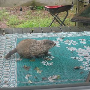 Groundhog on my deck