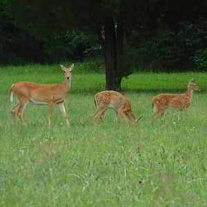 White tailed deer with fawns
