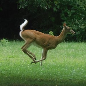 Running white tailed deer